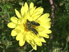 Acmaeodera ornatoides