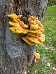 Laetiporus sulphureus