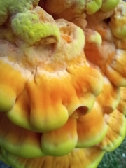 Laetiporus sulphureus