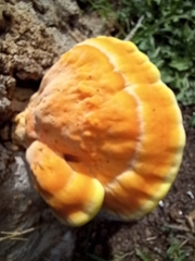 Laetiporus sulphureus