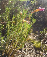 Oxalis confertifolia