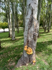 Laetiporus sulphureus