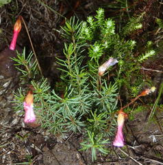 Oxalis confertifolia