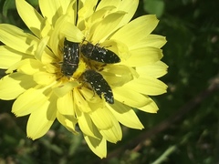 Acmaeodera ornatoides