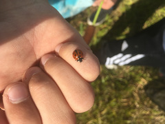 Coccinella septempunctata