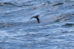 Ptychoramphus aleuticus