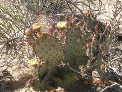 Opuntia gosseliniana