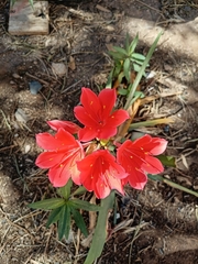 Hippeastrum striatum