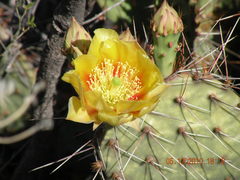 Opuntia gosseliniana