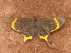 Barbicornis basilis mona