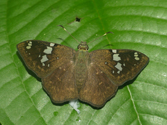 Celaenorrhinus similis