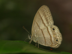 Cissia terrestris