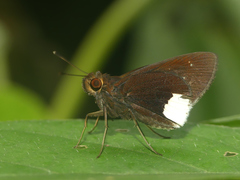 Cobalus virbius
