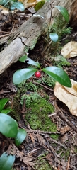 Gaultheria procumbens image