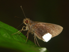 Cobalus virbius