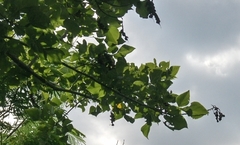 Erythrina chiapasana