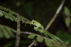 Chimerella mariaelenae