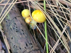 Agaricineae