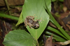 Pristimantis incomptus