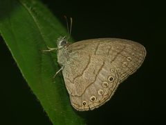 Hermeuptychia gisella