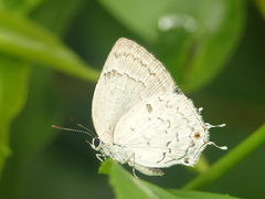 Ostrinotes sophocles