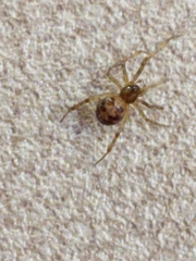 Steatoda triangulosa