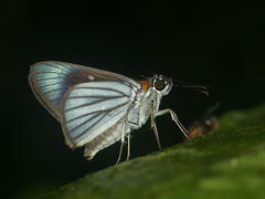 Paracarystus hypargyra