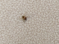 Steatoda triangulosa
