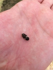Dermestes