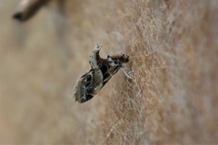 Neodavisia melusina
