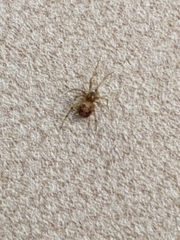 Steatoda triangulosa