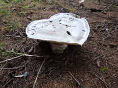 Catathelasma