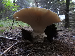 Catathelasma