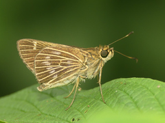 Vehilius stictomenes stictomenes