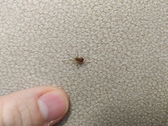 Steatoda triangulosa