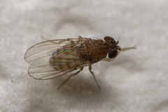 Drosophila