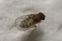 Drosophila