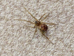 Steatoda triangulosa