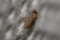 Drosophila