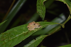 Pristimantis incomptus
