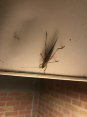 Neoconocephalus triops