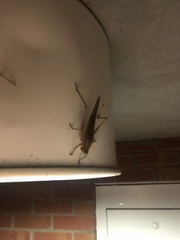 Neoconocephalus triops