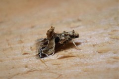 Neodavisia melusina