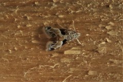 Neodavisia melusina