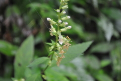 Teucrium omeiense