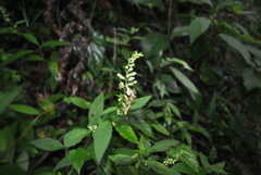 Teucrium omeiense