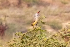 Cardinalis phoeniceus