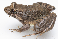 Leptodactylus wagneri