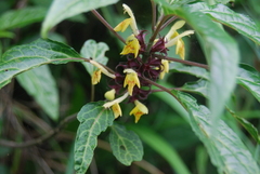 Paraphlomis javanica