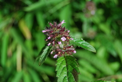 Clinopodium urticifolium